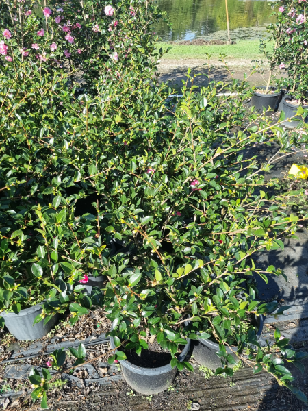 Camellia sasanqua ‘ShiShi Gashira’