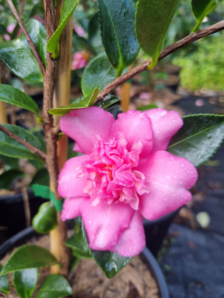 Camellia Sasanqua 'Lucinda'