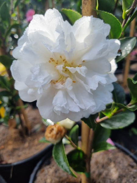 Camellia sasanqua ‘Mine No Yuki’