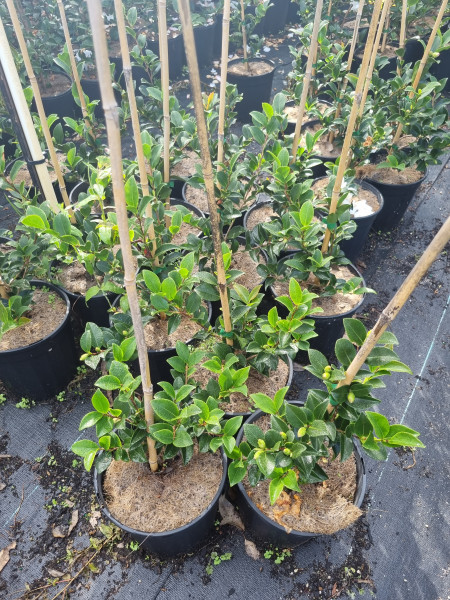 Camellia sasanqua ‘Silver Dollar’