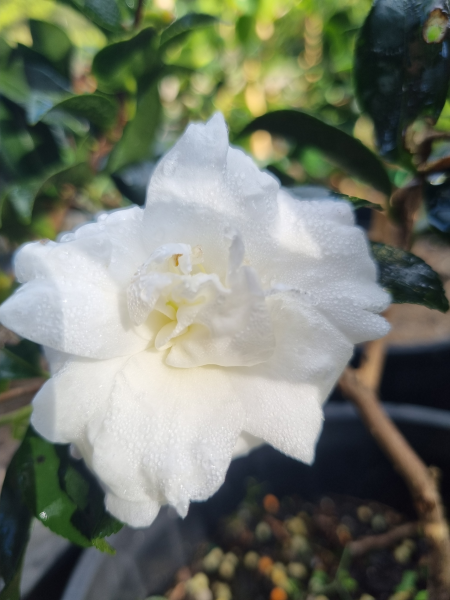 Camellia sasanqua ‘Silver Dollar’