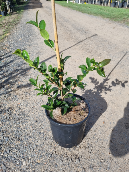 Camellia sasanqua ‘Silver Dollar’