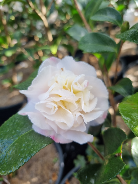 Camellia Sasanqua ‘Snow’ (Sasanqua Camellia)