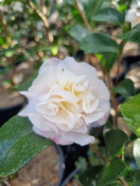 Camellia Sasanqua ‘Snow’ (Snow Camellia) Standards