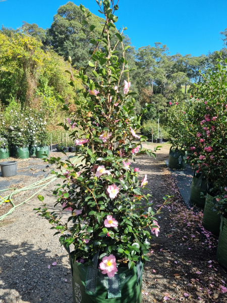 Camellia Sasanqua 'Plantation Pink'