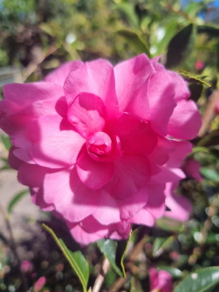 Camellia sasanqua ‘Chansonette’