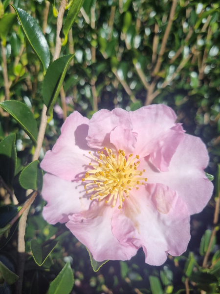 Camellia Sasanqua ‘Edna Butler’ (Sasanqua Camellia)
