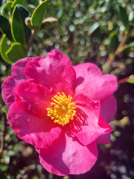 Camellia hiemalis ‘Hiryu’ (Sasanqua Hiryu Camellia)