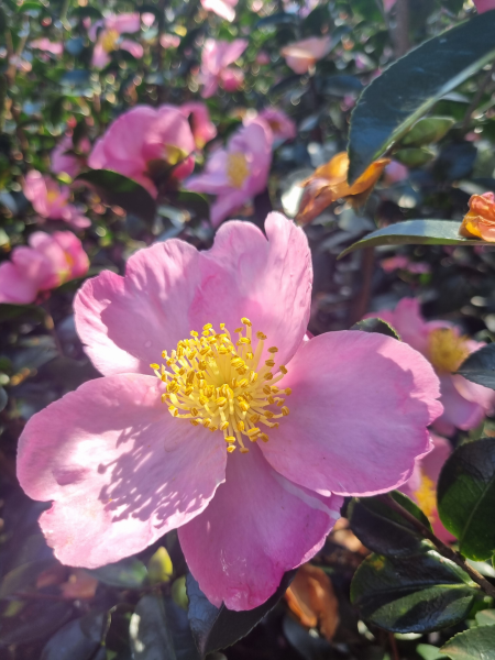 Camellia Sasanqua 'Plantation Pink'