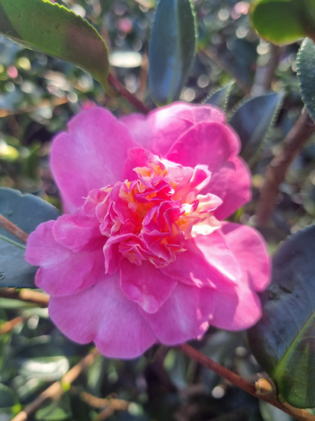 Camellia Sasanqua 'Lucinda'