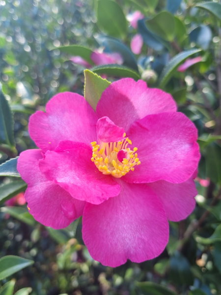 Camellia hiemalis ‘Hiryu’ (Sasanqua Hiryu Camellia)