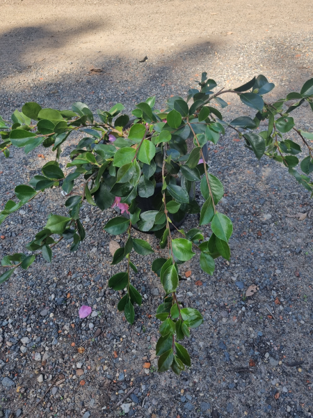 Camellia Sasanqua ‘Marge Miller’ (Sasanqua Camellia)