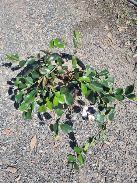 Camellia Sasanqua ‘Snow’ (Sasanqua Camellia)