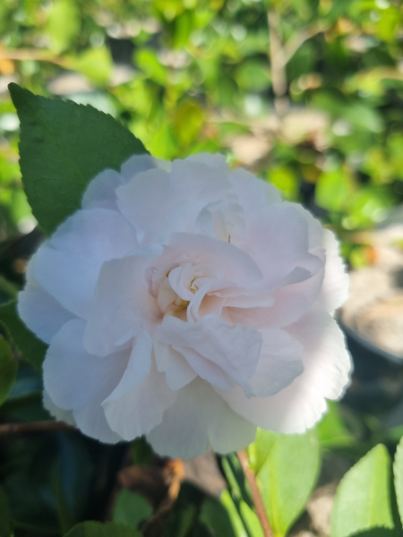 Camellia Sasanqua ‘Snow’ (Sasanqua Camellia)