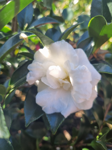 Camellia sasanqua ‘Silver Dollar’