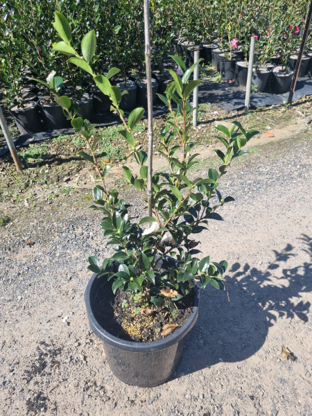 Camellia sasanqua ‘Silver Dollar’