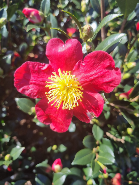 Camellia Sasanqua ‘Yuletide’ (Sasanqua Camellia)