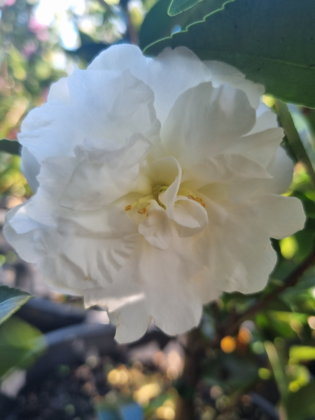 Camellia sasanqua ‘Mine No Yuki’