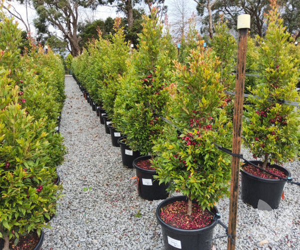 Syzygium australe ‘Plum Magic’ (Lilly Pilly Standard)