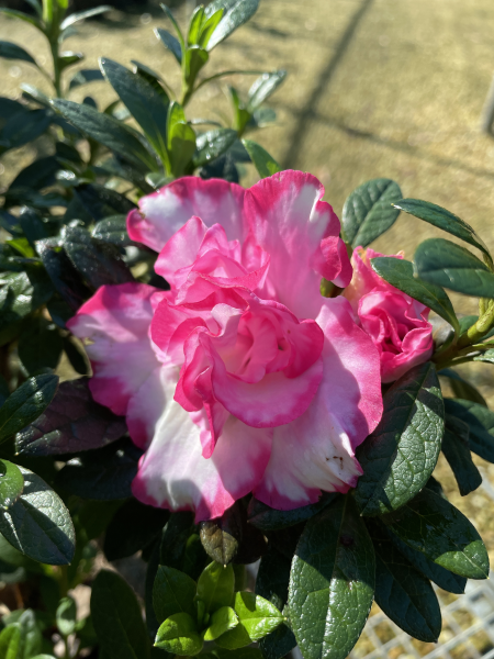 Rhododendron tsutsusi (Hana No Hibiki Azalea)