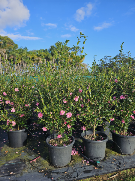 Camellia Sasanqua 'Jennifer Susan' (Jennifer Susan Camellia)
