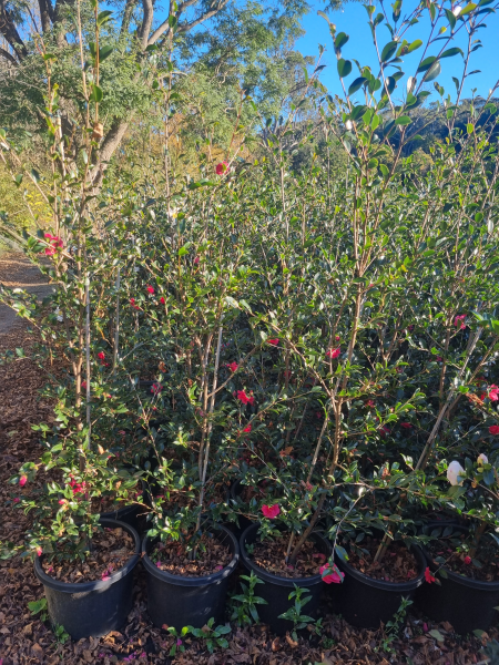 Camellia sasanqua ‘Simply Red’