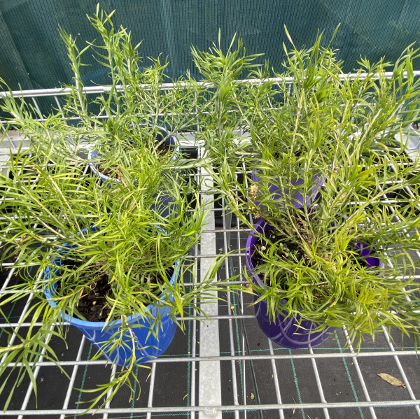 Lomandra Obliqua (Twisted Mat-Rush)