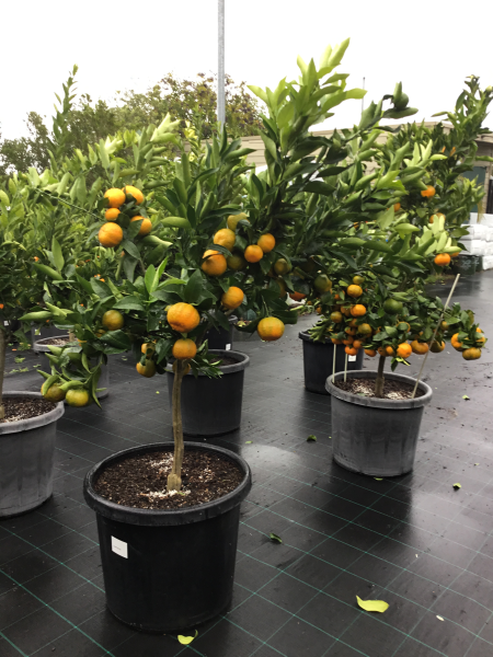 Citrus Reticulata ‘Emperor’ (Emperor Mandarin)