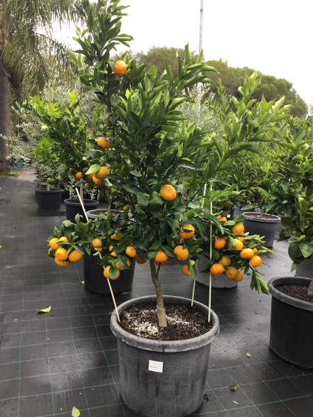 Citrus Reticulata ‘Emperor’ (Emperor Mandarin)