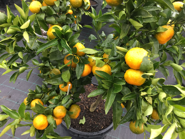 Citrus Reticulata ‘Emperor’ (Emperor Mandarin)
