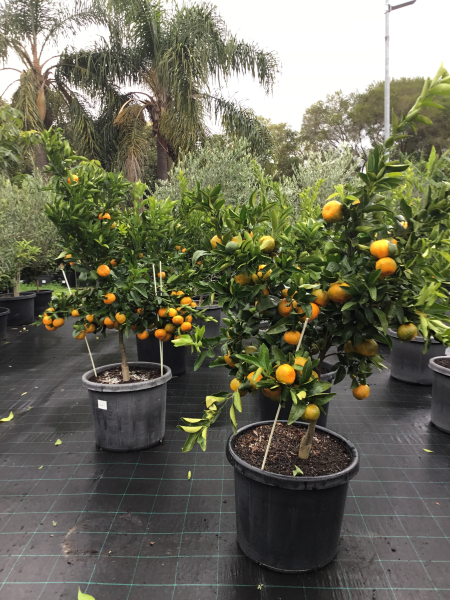 Citrus Reticulata ‘Emperor’ (Emperor Mandarin)