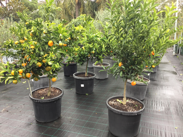 Citrus Reticulata ‘Emperor’ (Emperor Mandarin)