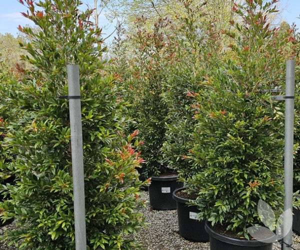 Syzygium australe ‘Plum Magic’ (Lilly Pilly Standard)
