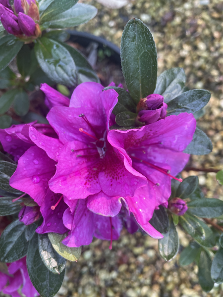 Rhododendron spp. (Ostali Azalea)