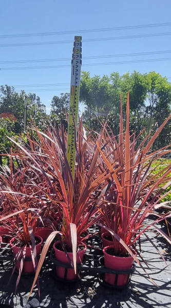 Cordyline Banksii ‘Sprilecpink’ (Electric Pink™ Cordyline)