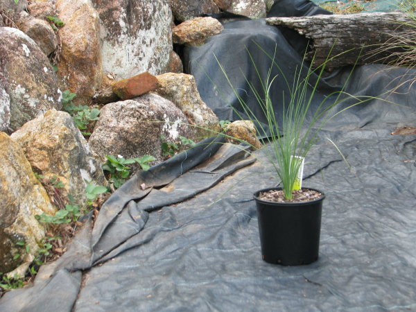Xanthorrhoea glauca (Blue Grass Tree)