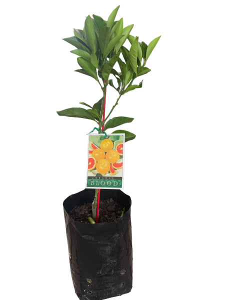 Citrus Sinensis 'Blood Orange' GRAFTED