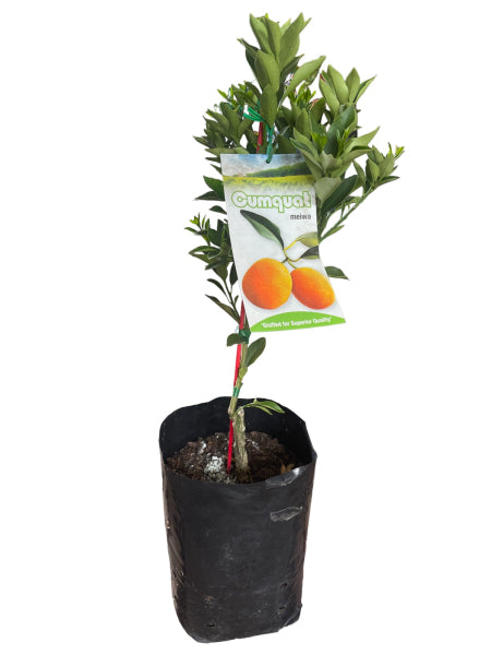 Citrus Japonica 'Meiwa' (Meiwa Kumquat) GRAFTED