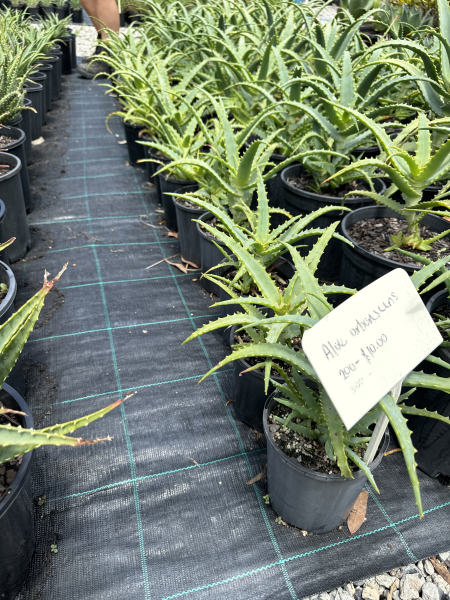 Aloe Arborescens (Torch Aloe)