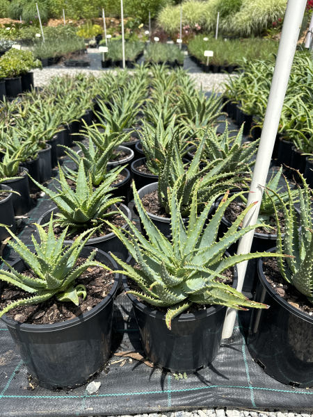 Aloe Spinosissima