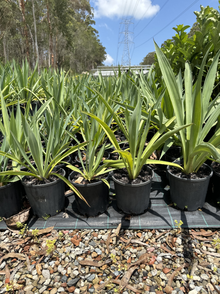 Beschorneria Yuccoides (Mexican Lily / False Yucca)