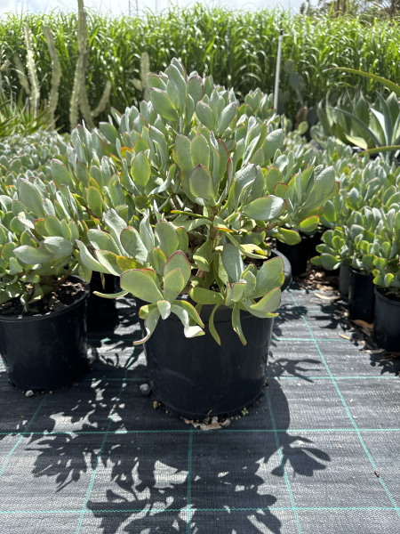 Crassula 'Bluebird'