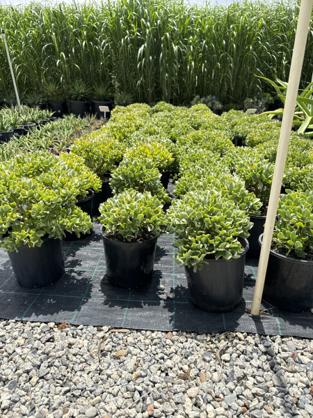 Crassula Arborescens Subsp. Undulatifolia 'Max Cook' (Silver Dollar Jade)