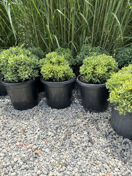 Crassula Arborescens Subsp. Undulatifolia 'Max Cook' (Silver Dollar Jade)