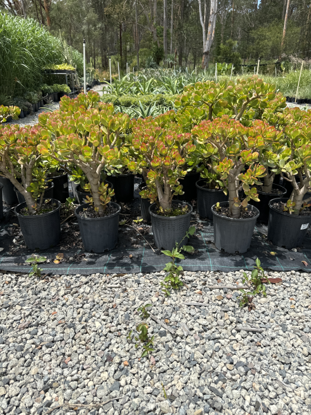 Crassula Ovata (Jade Plant)