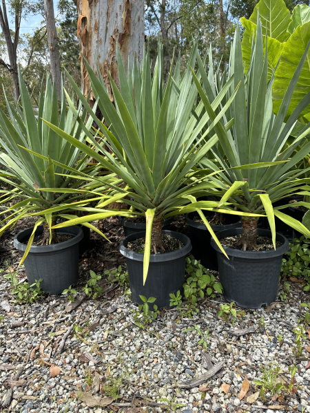 Dracaena Draco (Dragon Tree)