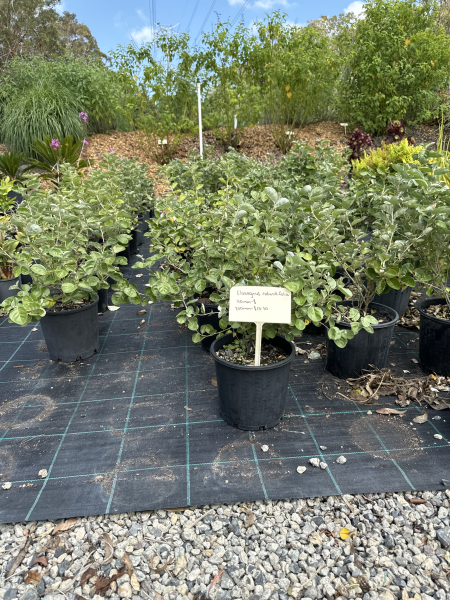 Elaeagnus umbellata var. rotundifolia (Elaeagnus rotundifolia)
