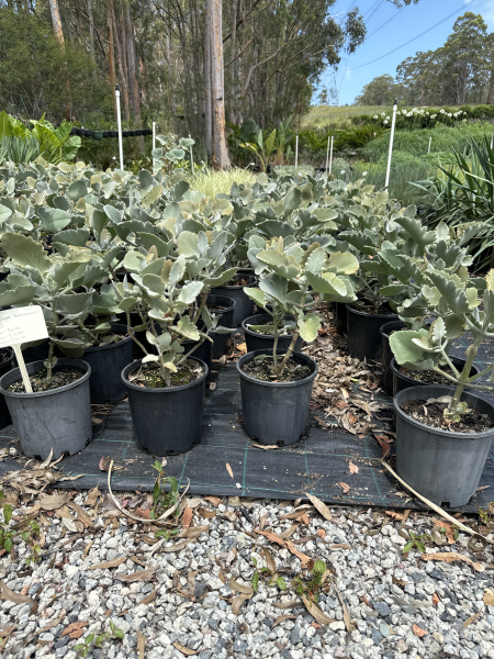Kalanchoe Beharensis (Oakleaf)