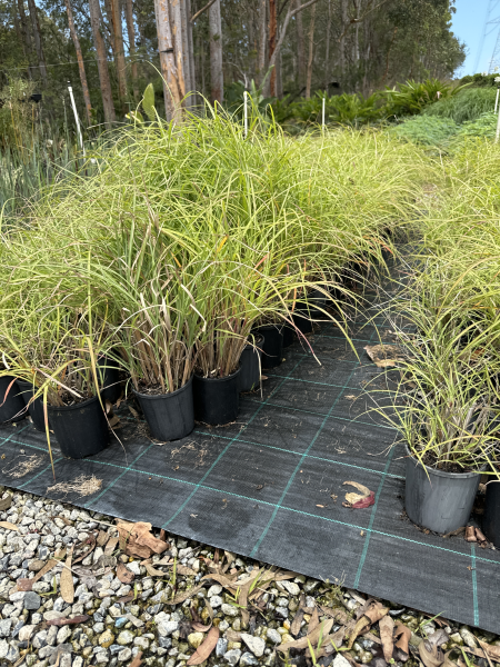Miscanthus Oligostachyus ‘Eileen Quinn’ ( Maiden Grass )