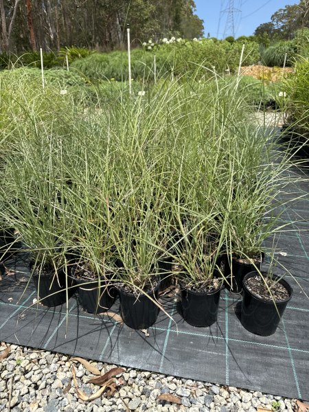 Miscanthus Sinensis 'Hiawatha' (Maiden Grass Hiawatha)